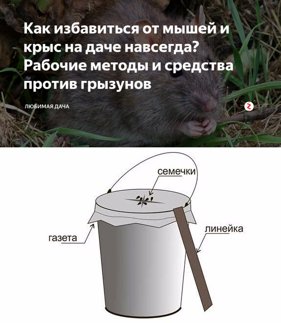 Как избавиться от мышей и крыс в огороде раз и навсегда
