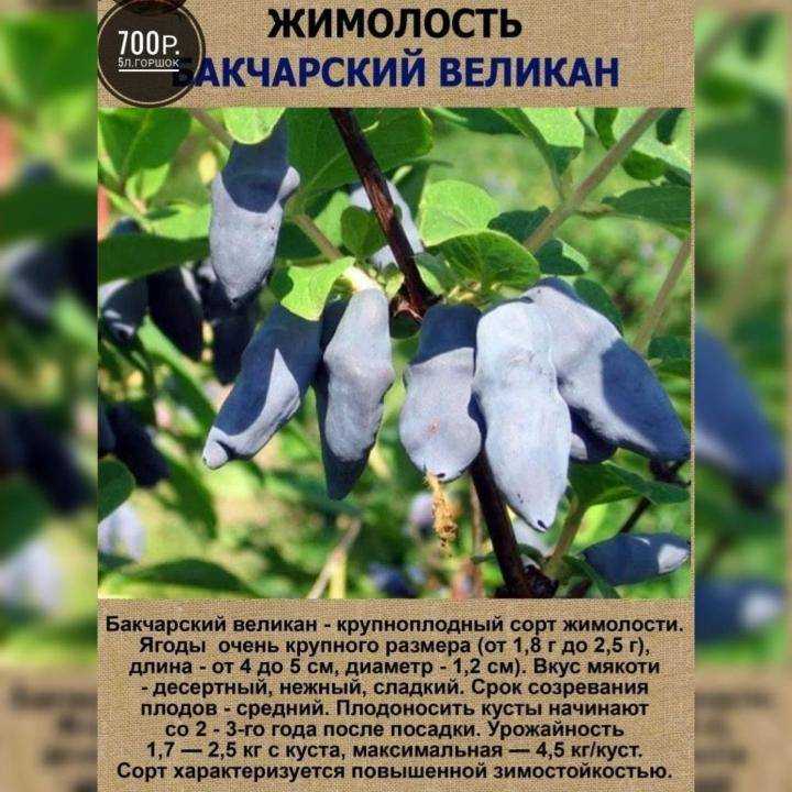 Вьющаяся (декоративная) жимолость: посадка, уход и размножение, фото