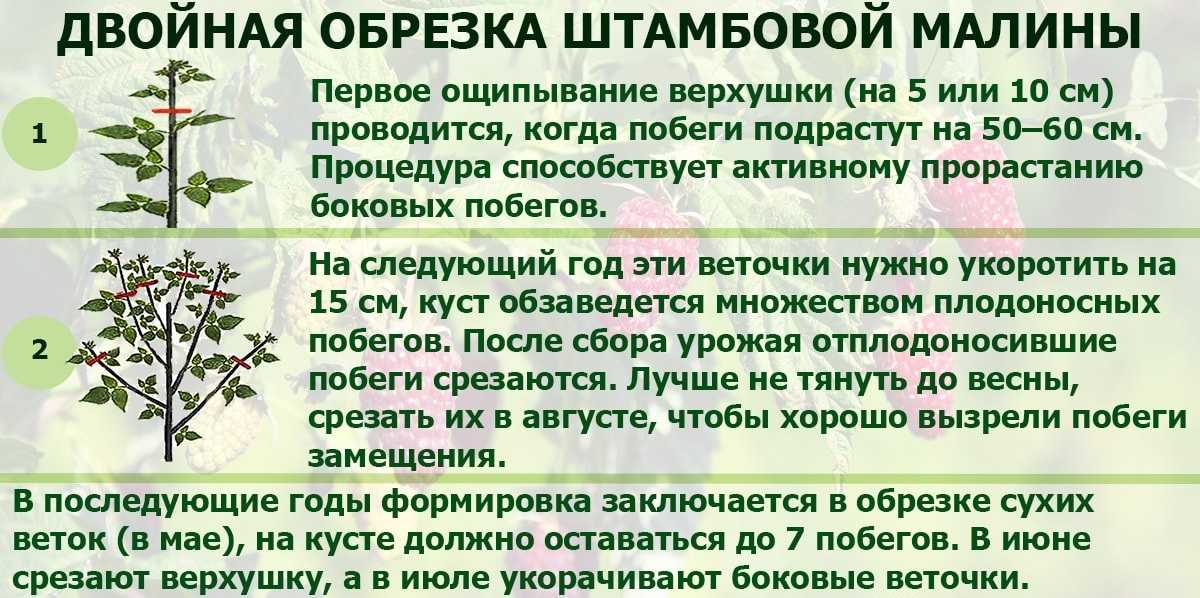 Обрезка малины весной – готовимся к хорошему урожаю