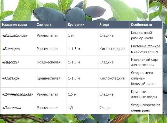 Жимолость - посадка и уход, размножение и обрезка, полив и подкормка