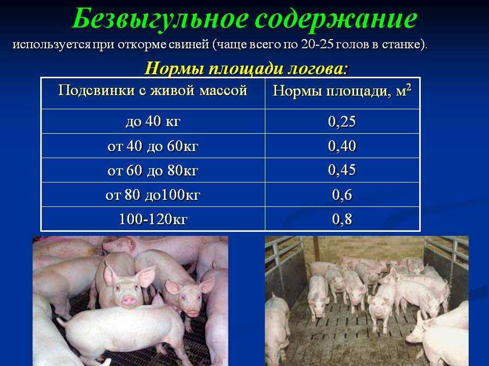 Условия содержания свиней:ликбез от дилетанта estimata