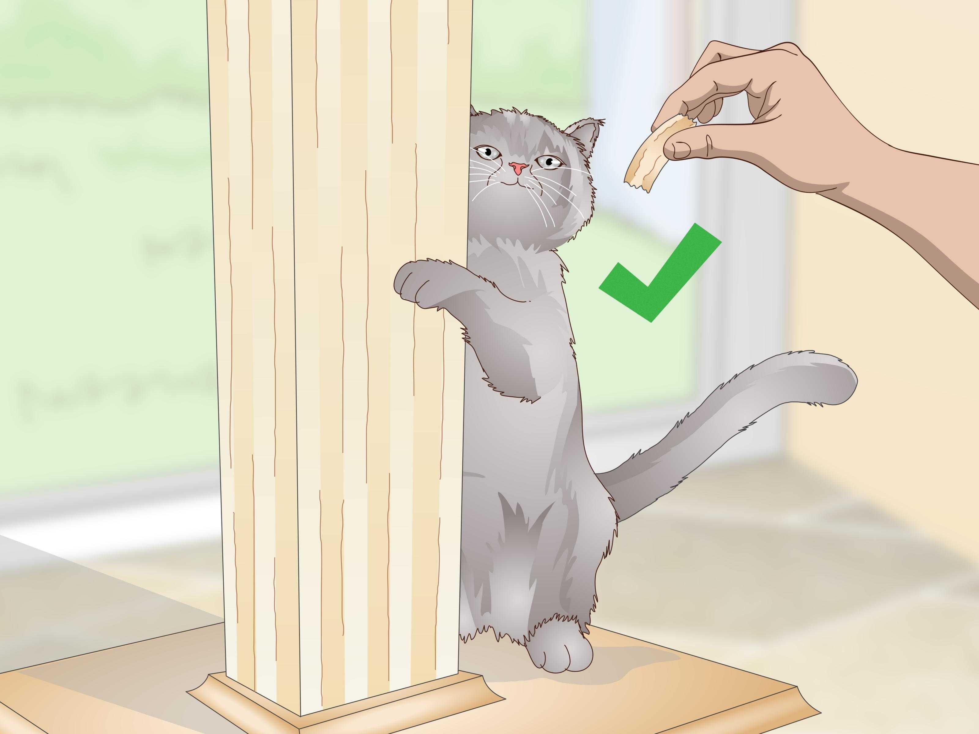 Как отучить кота драть обои: практические советы
