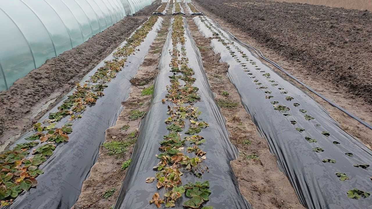 Капельный полив из бутылок своими руками
