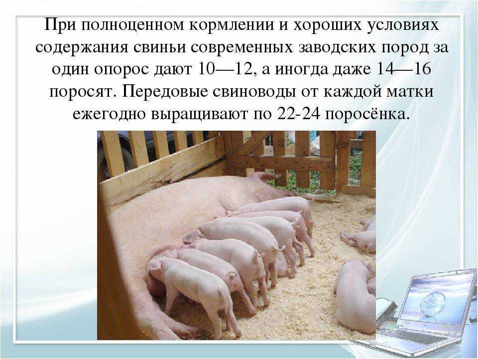 Зимнее содержание свиней — агроxxi