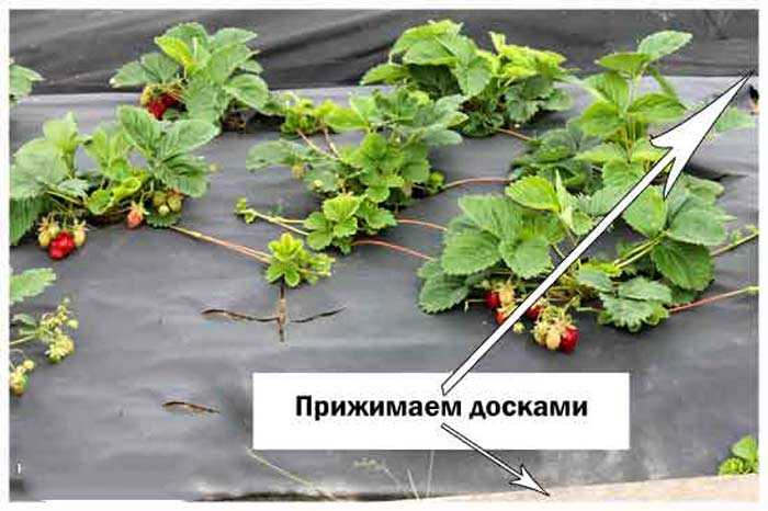 Капельный полив для клубники. преимущества капельного полива на дачном участке