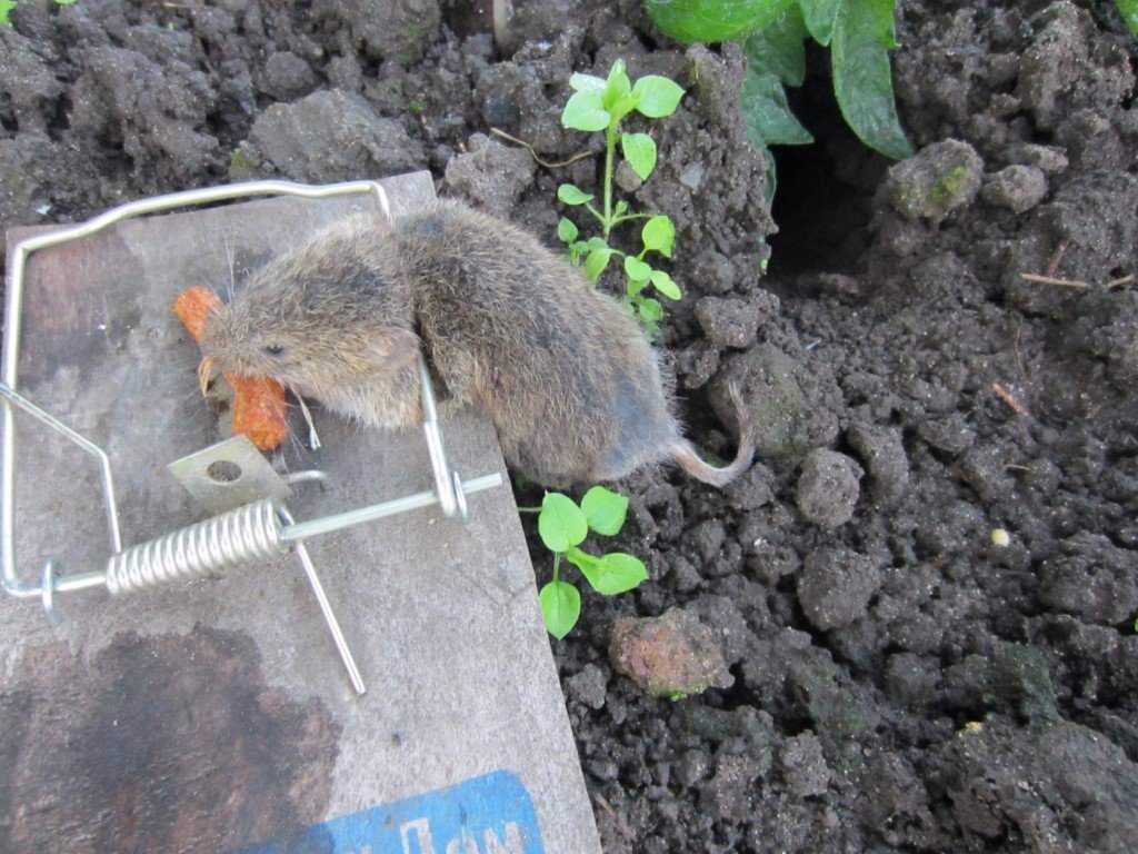 🐁 как избавиться от мышей в квартире и частном доме: эффективные способы