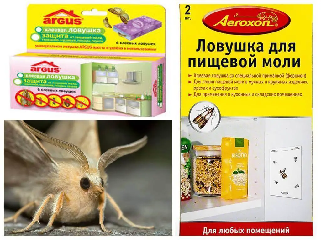 Как избавиться от пищевой моли на кухне