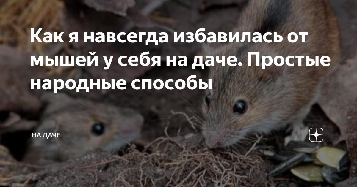 Как в частном доме избавиться от мышей - народные средства, отзывы и профилактика