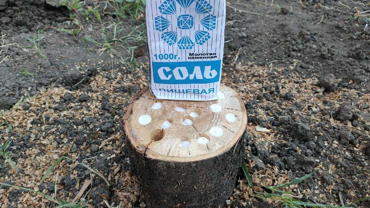Как избавиться от пня без корчевания