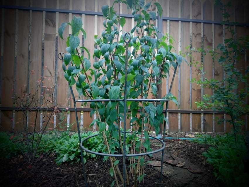 Как сделать полезную вещь для кухни из коробки от чипсов Принглс Последовательный мастер-класс с подробными фото и описанием Варианты декорирования, использование баночек от детского питания