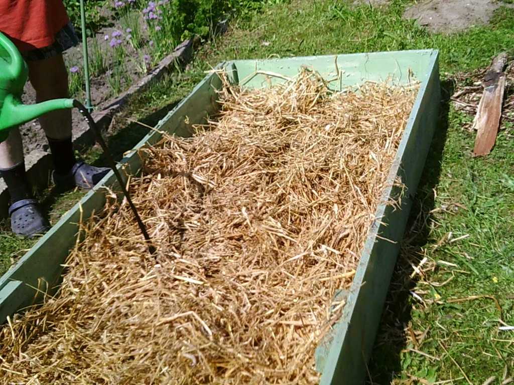 Мульчирование соломой клубники, чеснока, картофеля и других культур